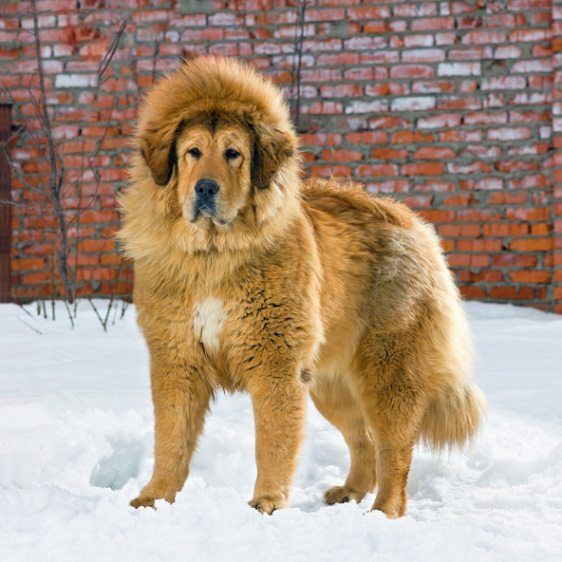 Mastín tibetano, una las razas perro más