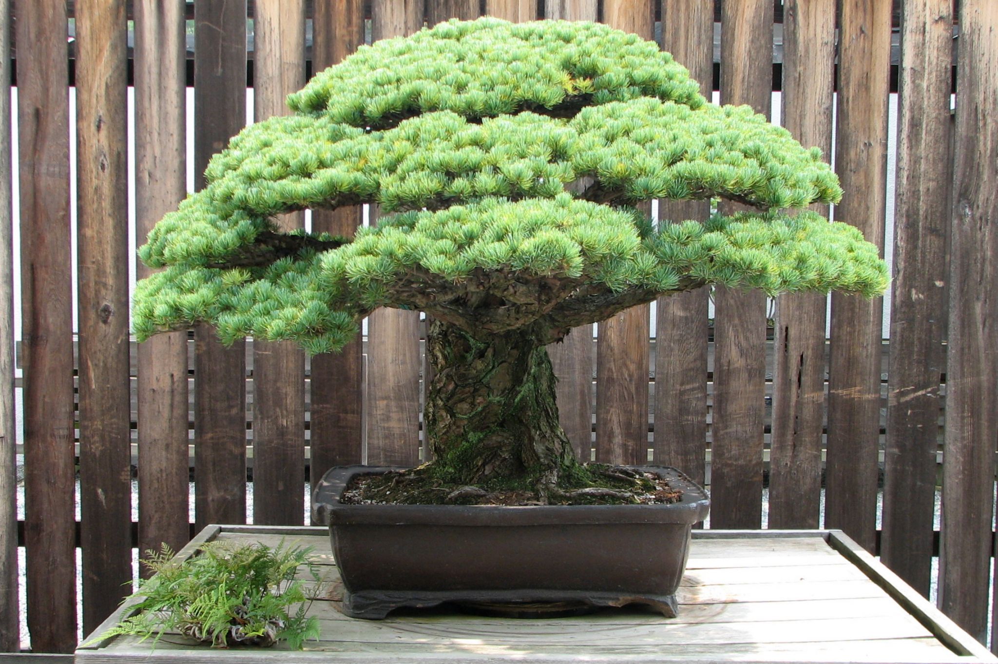 Empuje hacia abajo puede muy agradable Cuál es el bonsái más caro del mundo? - Tinsa