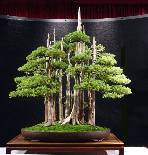 bonsai mas caro