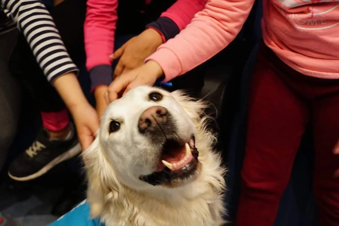 Perro de asistencia siendo acariciado
